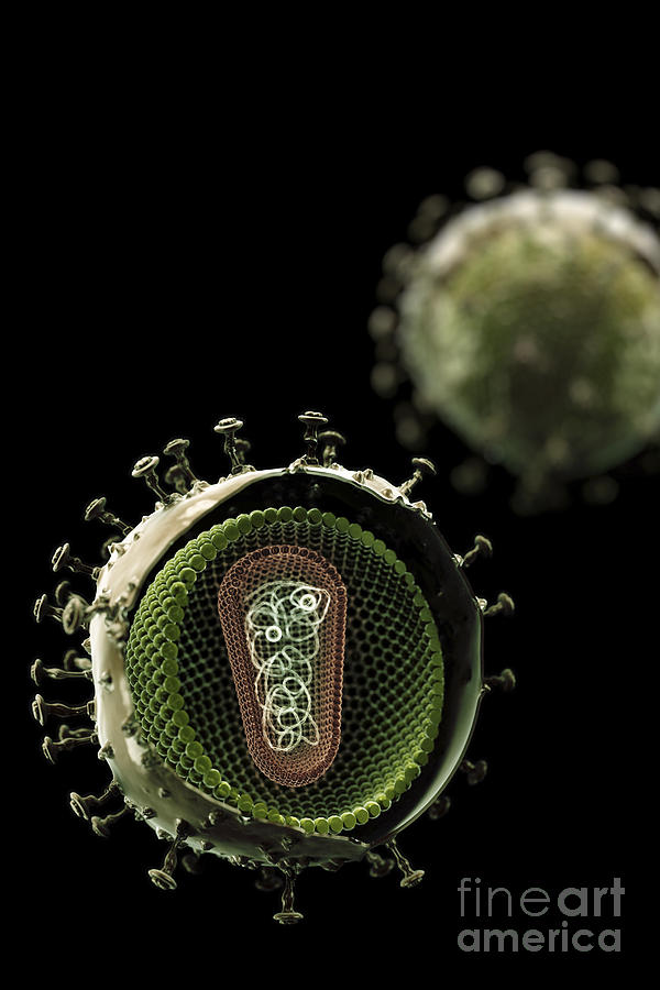 Hiv Structure #1 Photograph by Science Picture Co