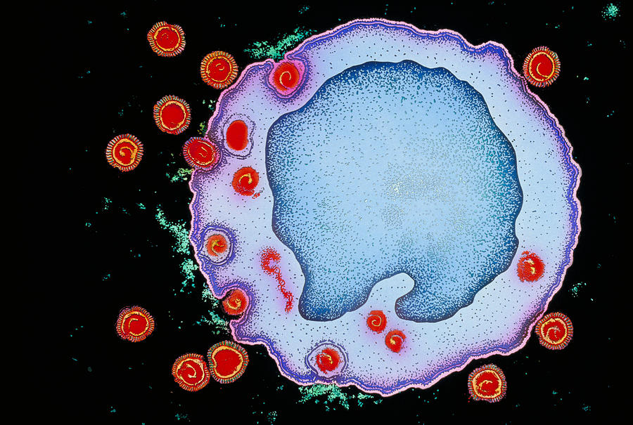 Hiv Virus And Lymphocyte #1 Photograph by Chris Bjornberg