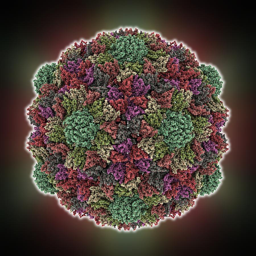 Hk97 Photograph - HK97 bacteriophage procapsid #1 by Science Photo Library