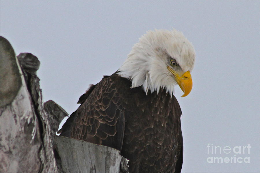Eagle Photograph - Hmmm #1 by Rick  Monyahan