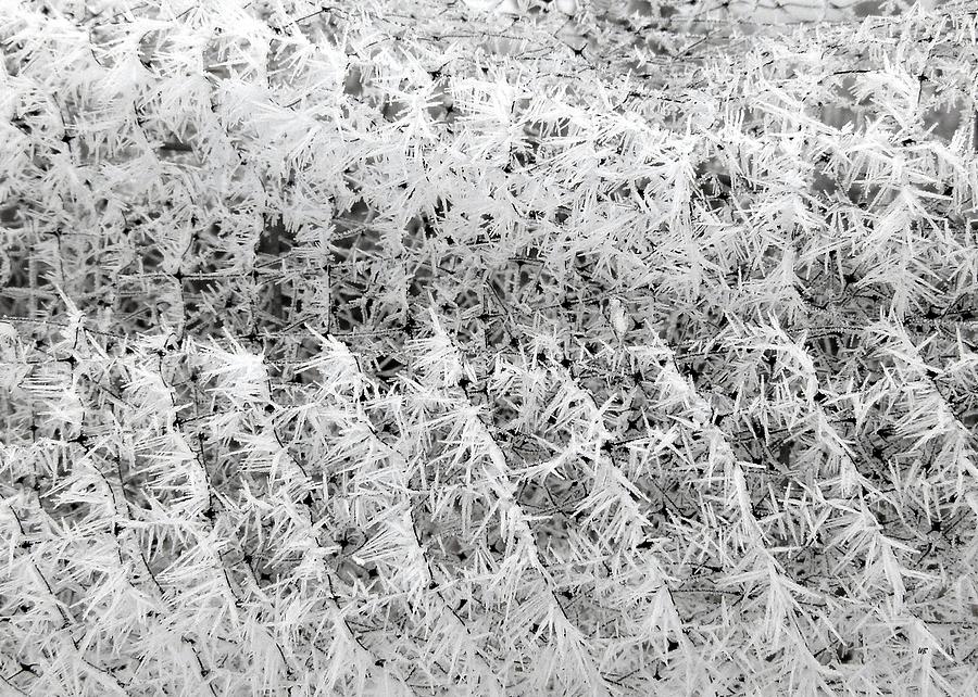 Hoarfrost 14 #1 Photograph by Will Borden