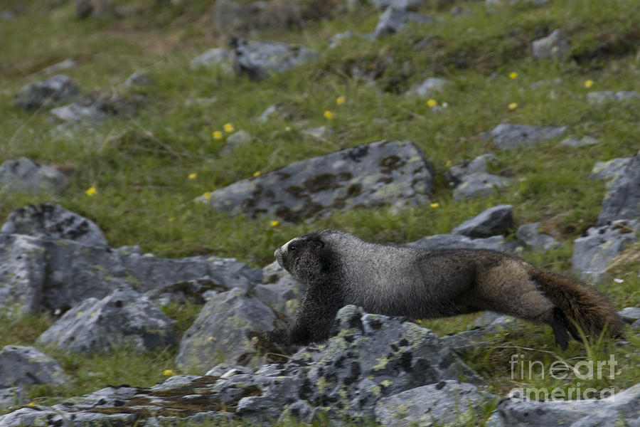 Hoary Marmot #1 Photograph by Mark Newman