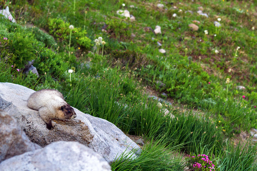 Hoary Marmot Resting #2 Photograph by Michael Russell