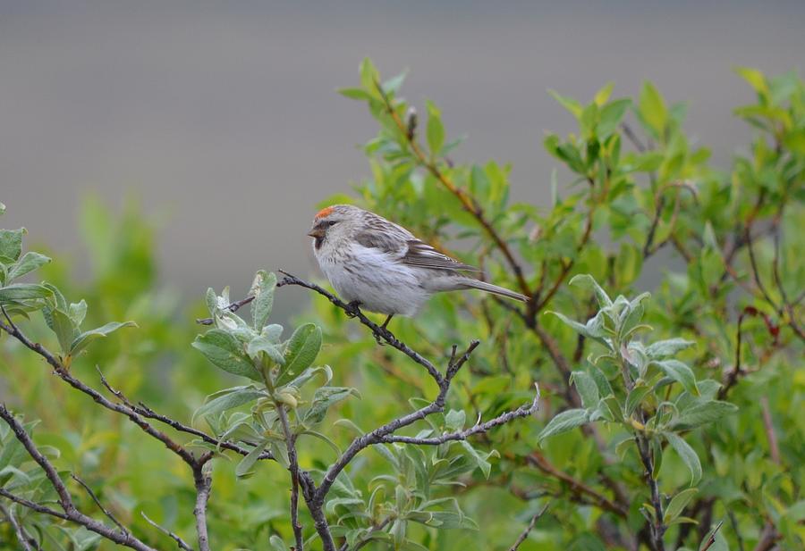 Hoary Redpoll #1 Photograph by James Petersen