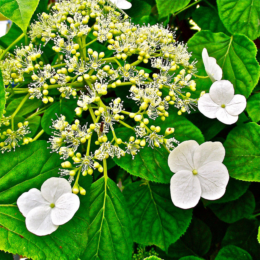 Hobblebush on Mackinac Island-Michigan Photograph by Ruth Hager | Fine ...