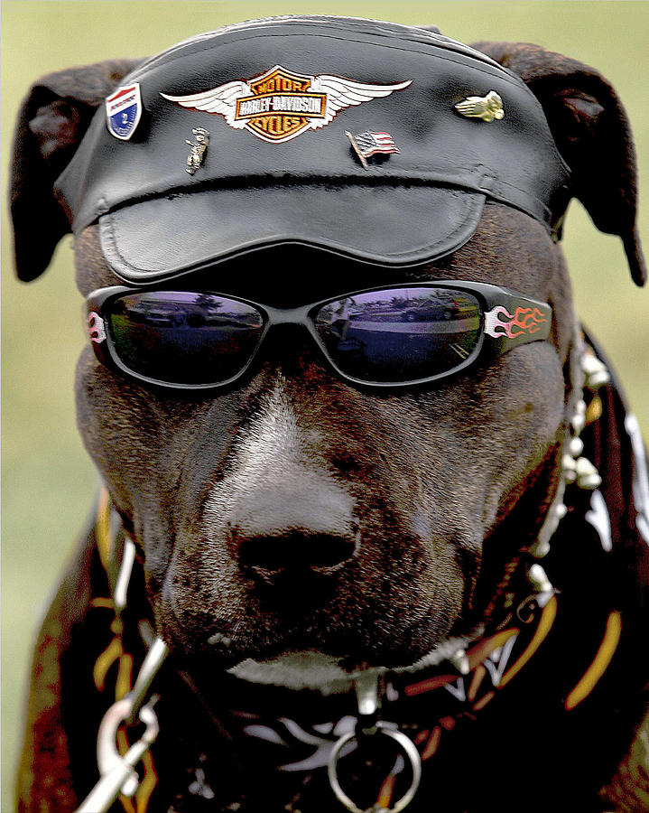 Hog Dog Photograph by Bruce Crummy