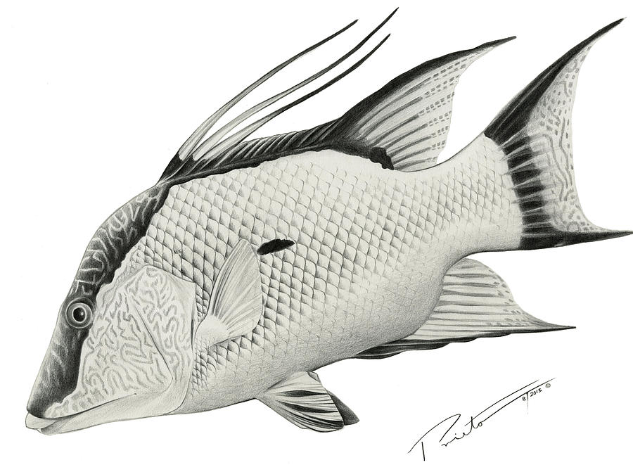 Hog Fish Drawing by Pedro Prieto Pixels