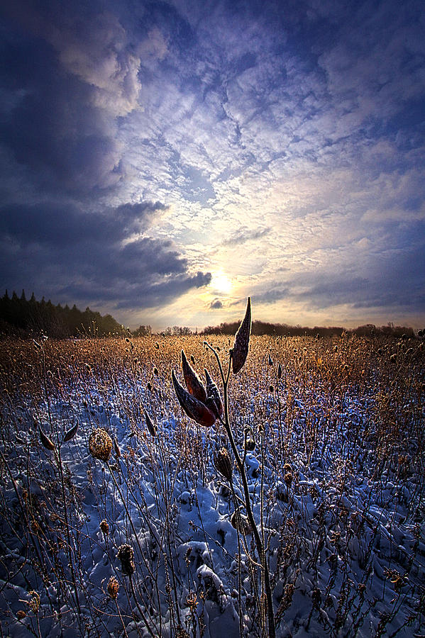 Holding On #1 Photograph by Phil Koch