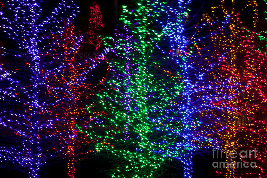 Holiday Trees #1 Photograph by Anthony Totah