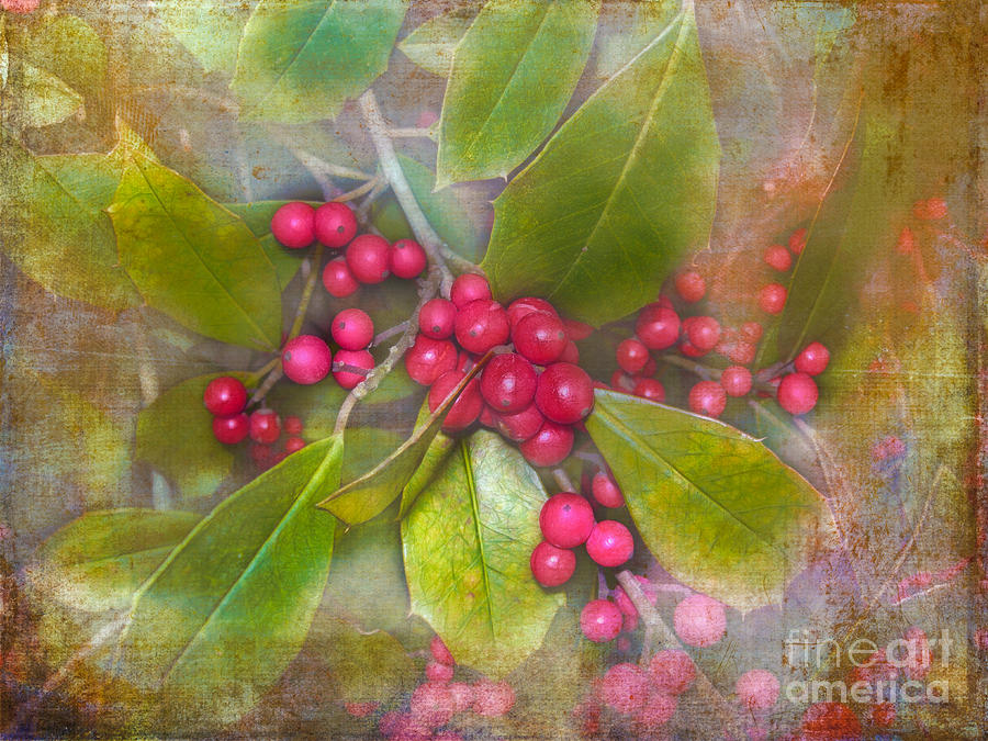 Holly Berries #2 Photograph by Judi Bagwell