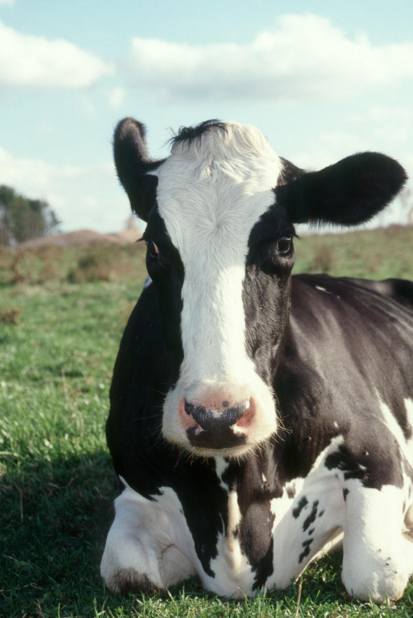 Holstein Cow At Rest #1 Photograph by Bonnie Sue Rauch