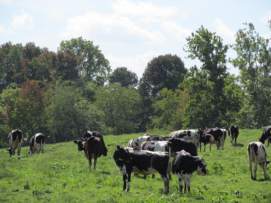 Holsteins Feeding Photograph by Tina M Wenger - Fine Art America