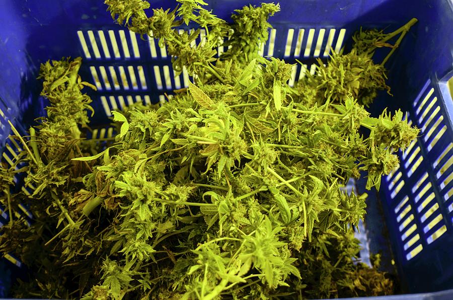 Home Grown Cannabis Plants. #1 Photograph by Photostock-israel