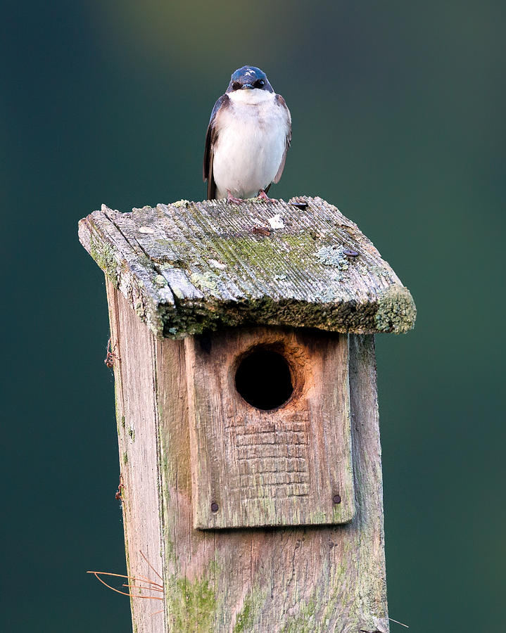 Swallow Photograph - Home Sweet Home #2 by Bill Wakeley
