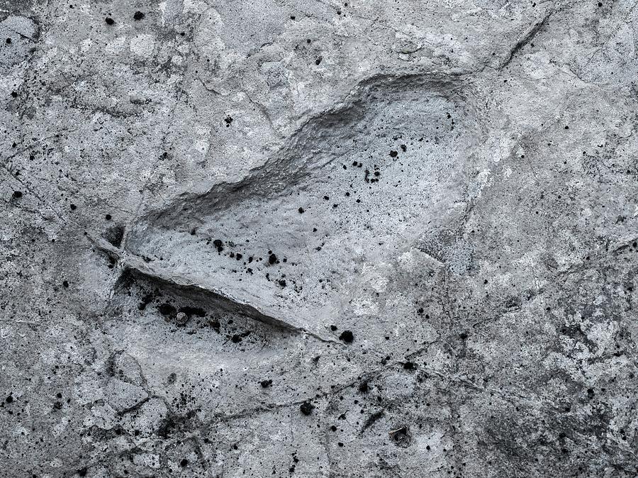 Hominid Footprint #1 Photograph by Javier Trueba/msf/science Photo Library