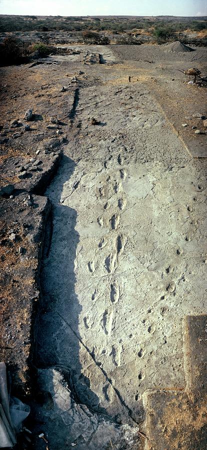 Hominid Footprints #1 Photograph by John Reader/science Photo Library