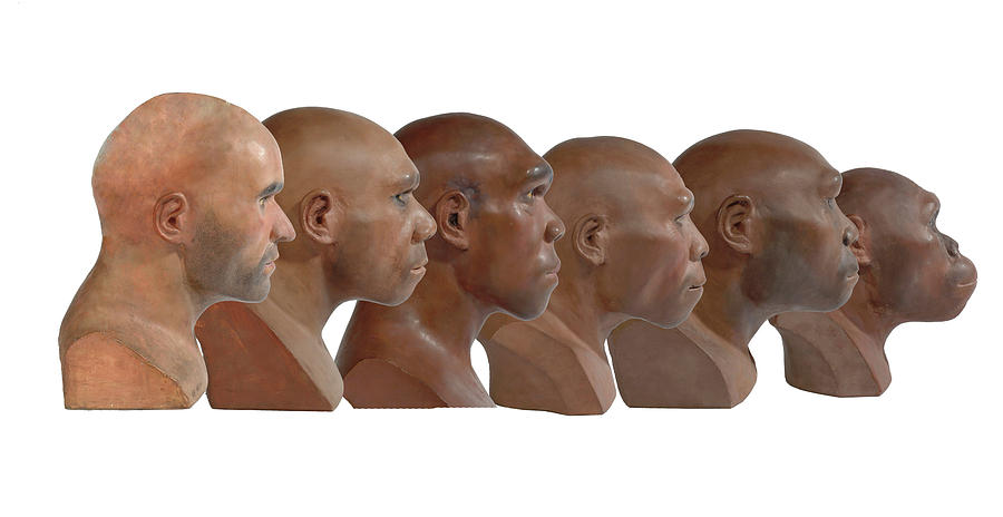 Hominid Reconstruction Sequence #1 Photograph by Natural History Museum, London/science Photo Library