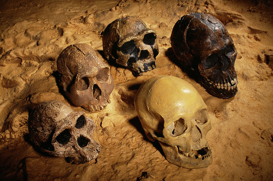 Hominid Skulls #1 Photograph by Pascal Goetgheluck/science Photo Library