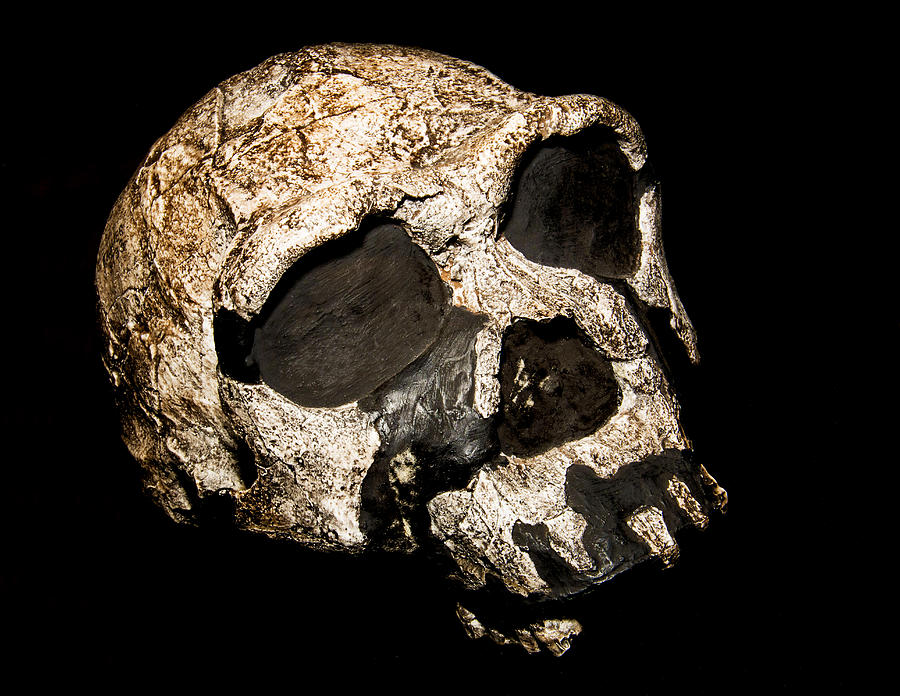 Homo Erectus Ergaster Skull #1 Photograph by Millard H. Sharp