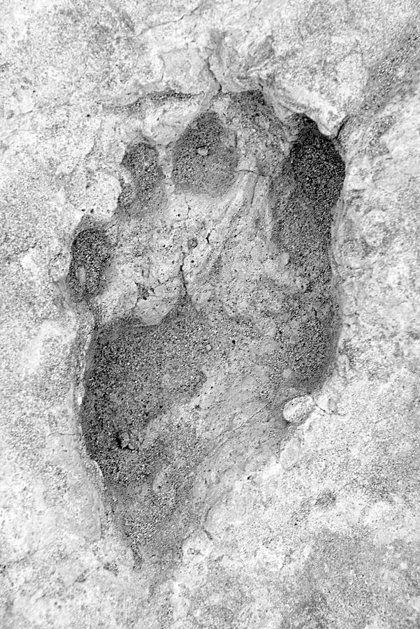 Homo Erectus Footprint #1 Photograph by Prof. Matthew Bennett, Bournemouth University/science Photo Library