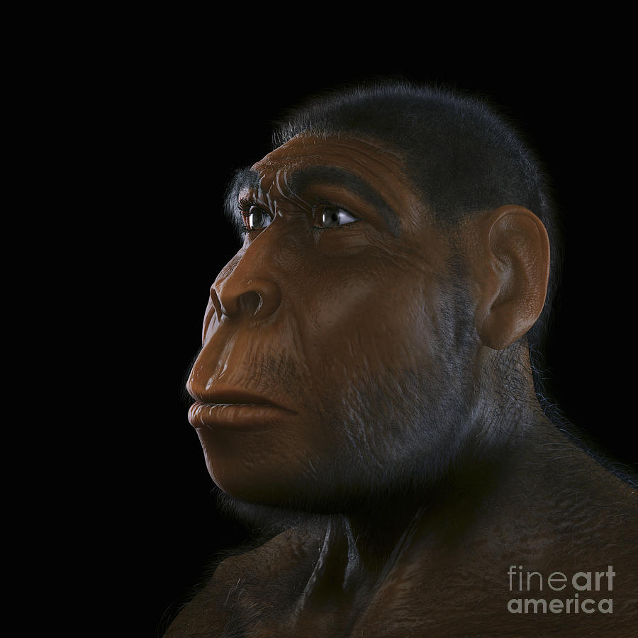 Homo Erectus #1 Photograph by Science Picture Co