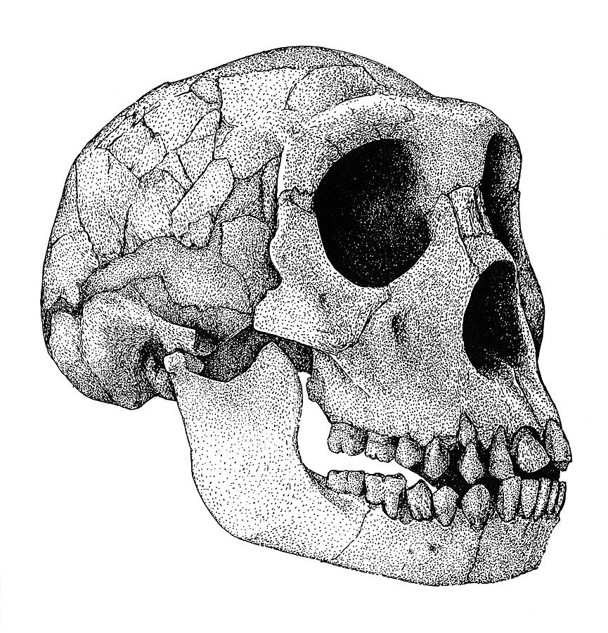 Homo Erectus Skull #1 Drawing by Granger