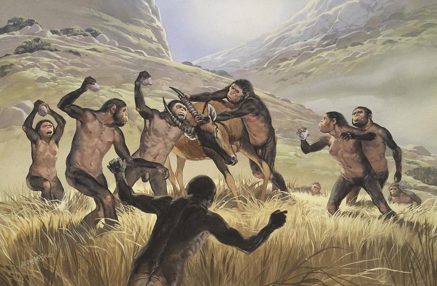 Homo habilis hunting, artwork #1 Photograph by Science Photo Library