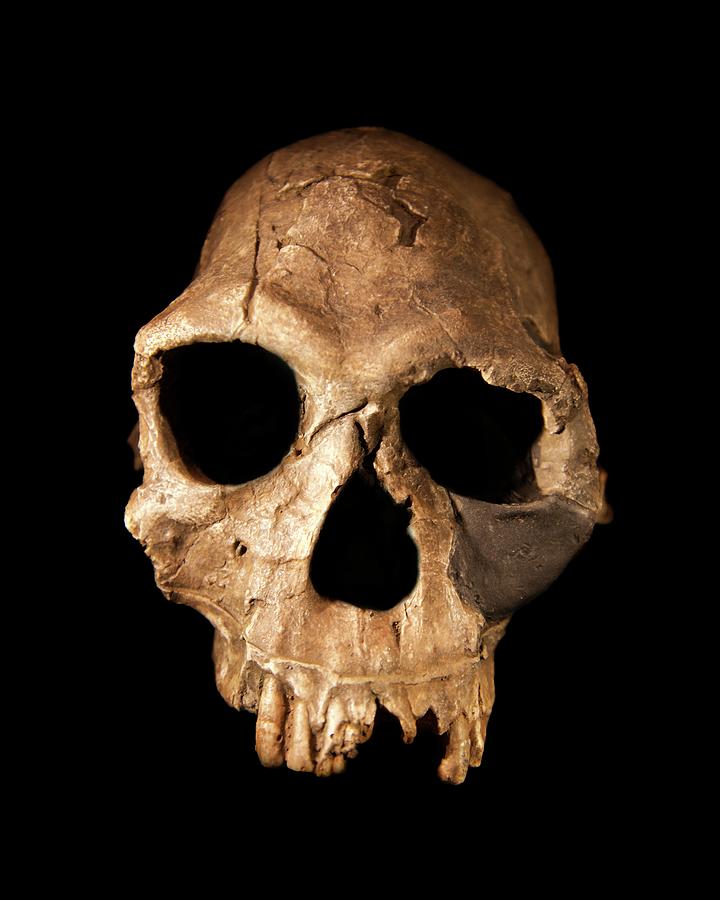 Homo Habilis Skull #1 Photograph by Sinclair Stammers/science Photo Library