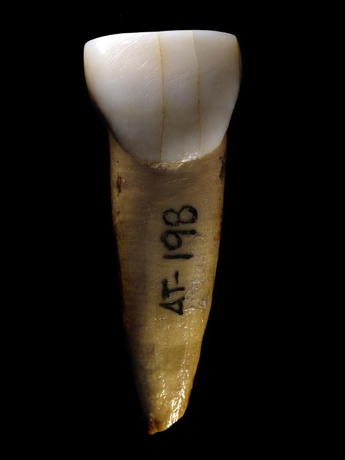 Paleolithic Photograph - Homo heidelbergensis tooth #1 by Science Photo Library Paleolithic Photograph - Homo heidelbergensis tooth #1 by Science Photo Library