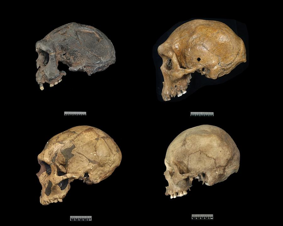 Homo sp. skulls #1 Photograph by Science Photo Library