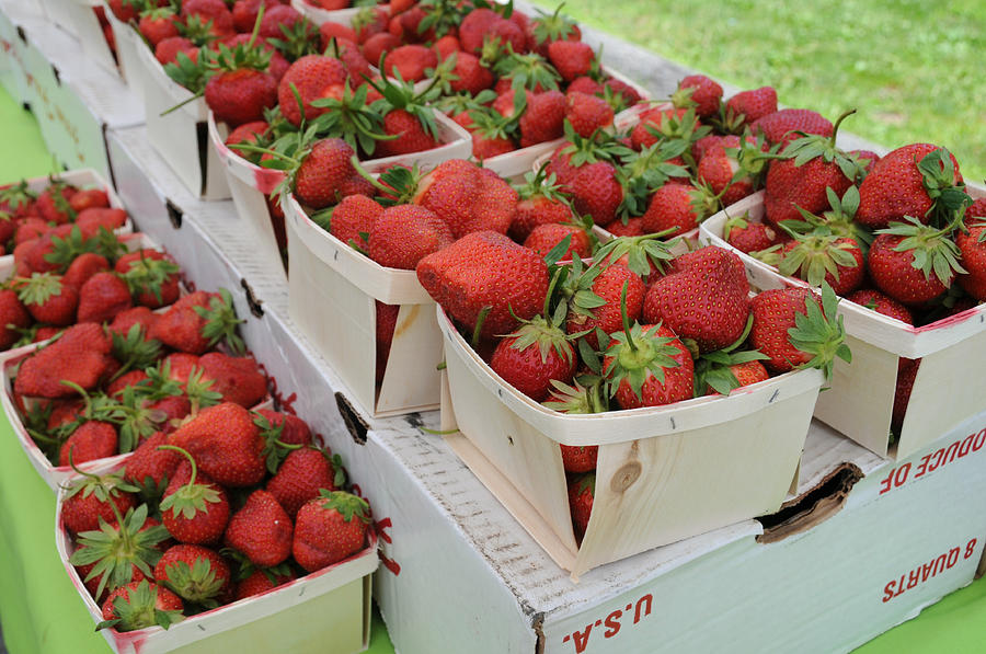 Honeoye Strawberries #1 Photograph by Bonnie Sue Rauch