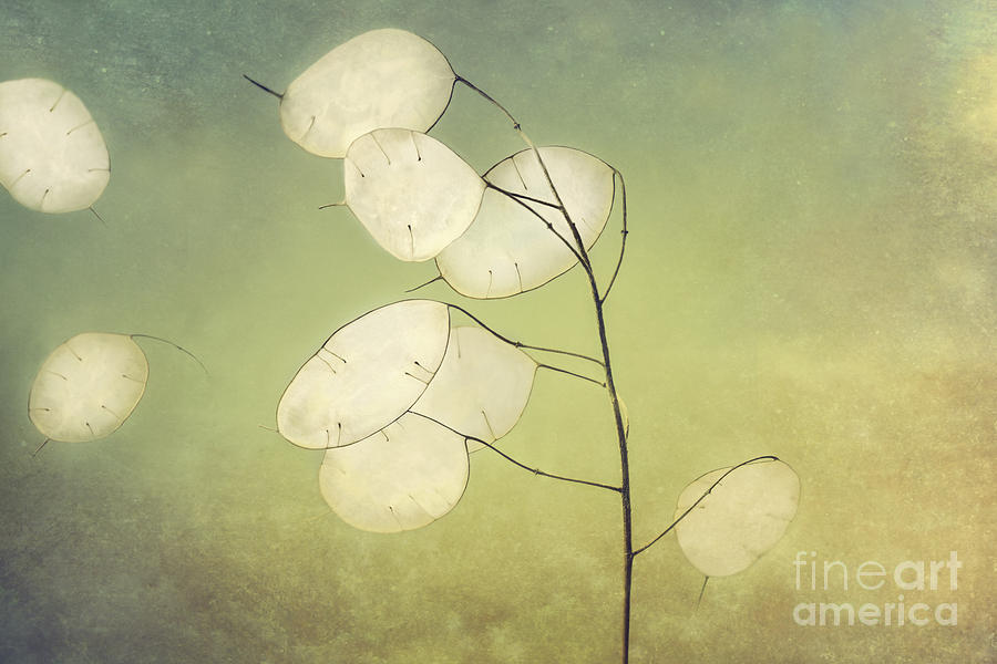 Nature Photograph - Honesty Seeds #1 by Onelia PGPhotography