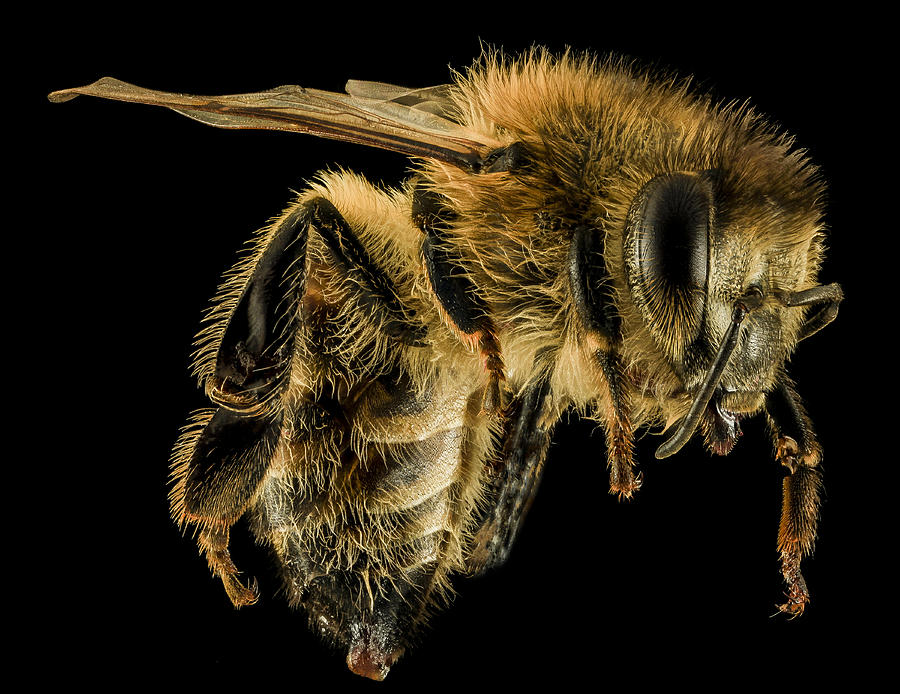 Honey Bee - Apis mellifera 