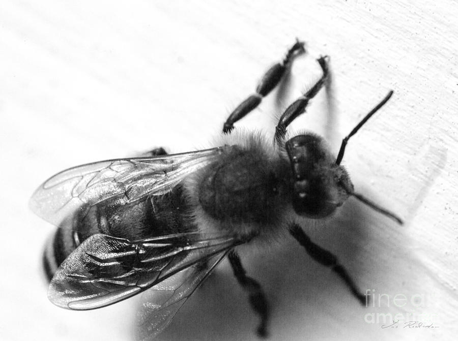 Insects Photograph - Honey Bee  #1 by Iris Richardson