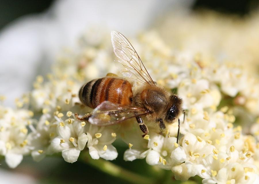 Honey Bee on Hobble Bush #1 Photograph by Lucinda VanVleck