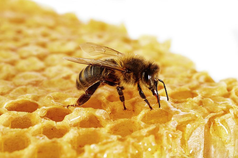 Honey Bee On Honeycomb Photograph By Science Photo Library Fine Art America