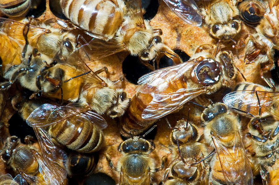 Honey Bee Queen In Hive #1 Photograph by Millard H. Sharp