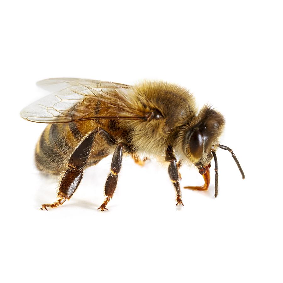 Honey bee #1 Photograph by Science Photo Library