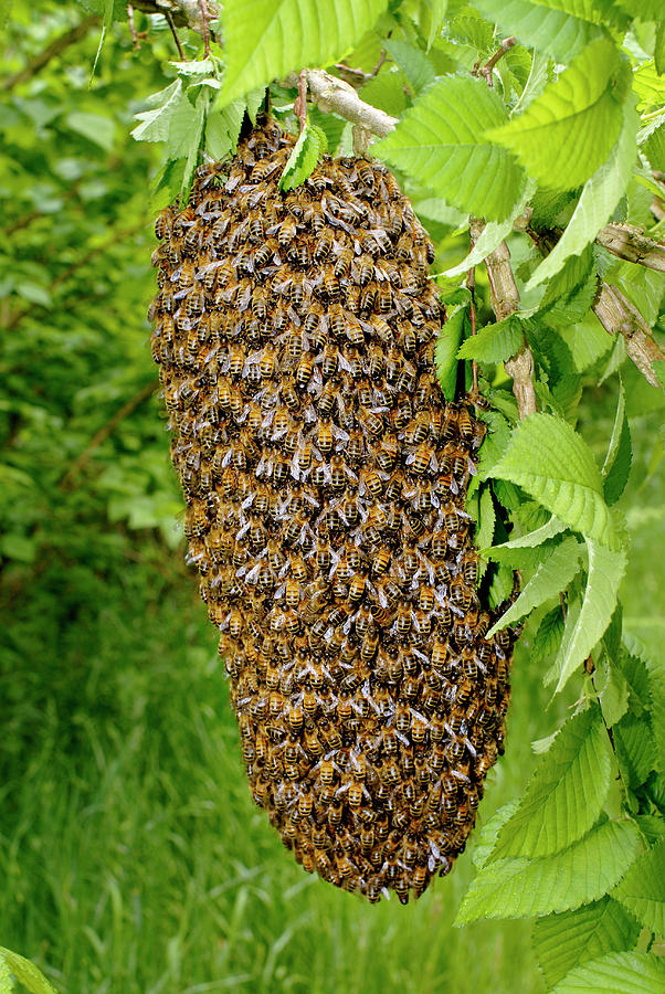 honey-bee-swarm-photograph-by-sinclair-stammers-science-photo-library-fine-art-america