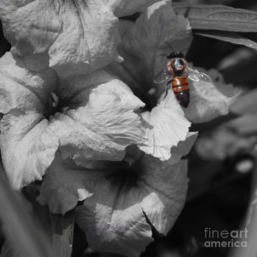 Honey Bee #1 Photograph by Terri Mills