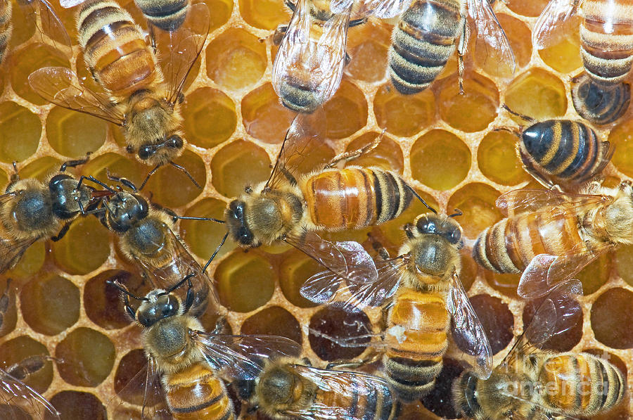 Honey Bees In Hive #1 Photograph by Millard H. Sharp
