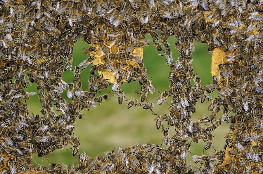 Honey Bees Join To Repair Honeycomb #1 Photograph by Heidi & Hans-Juergen Koch