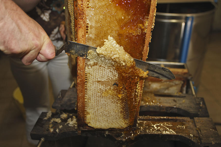 Honey Comb #1 Photograph by M. Watson