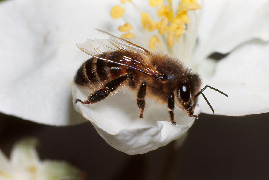 Honeybee #1 Photograph by Harry Rogers
