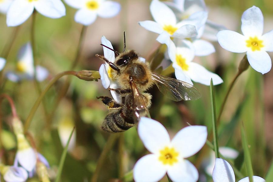 Honeybee on Bluet #2 Photograph by Lucinda VanVleck