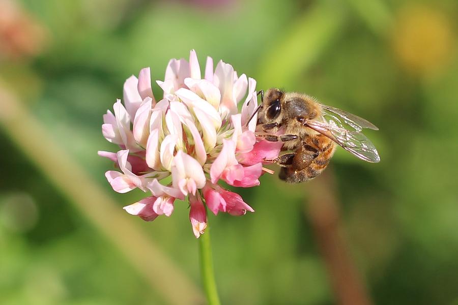 Honeybee on Clover #3 Photograph by Lucinda VanVleck