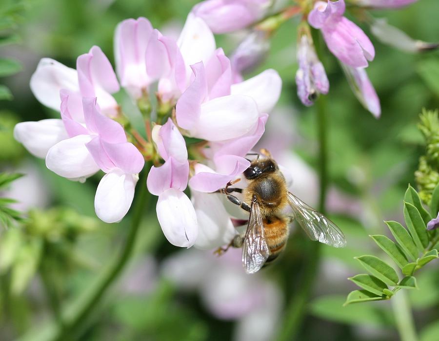 Honeybee on Crown Vetch #3 Photograph by Lucinda VanVleck