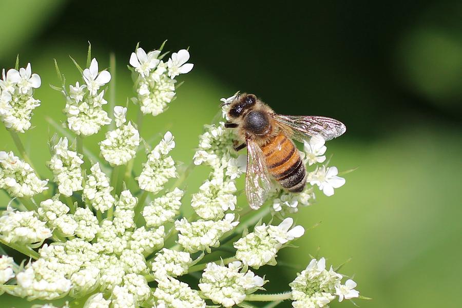 Honeybee on Queen Anns Lace #3 Photograph by Lucinda VanVleck