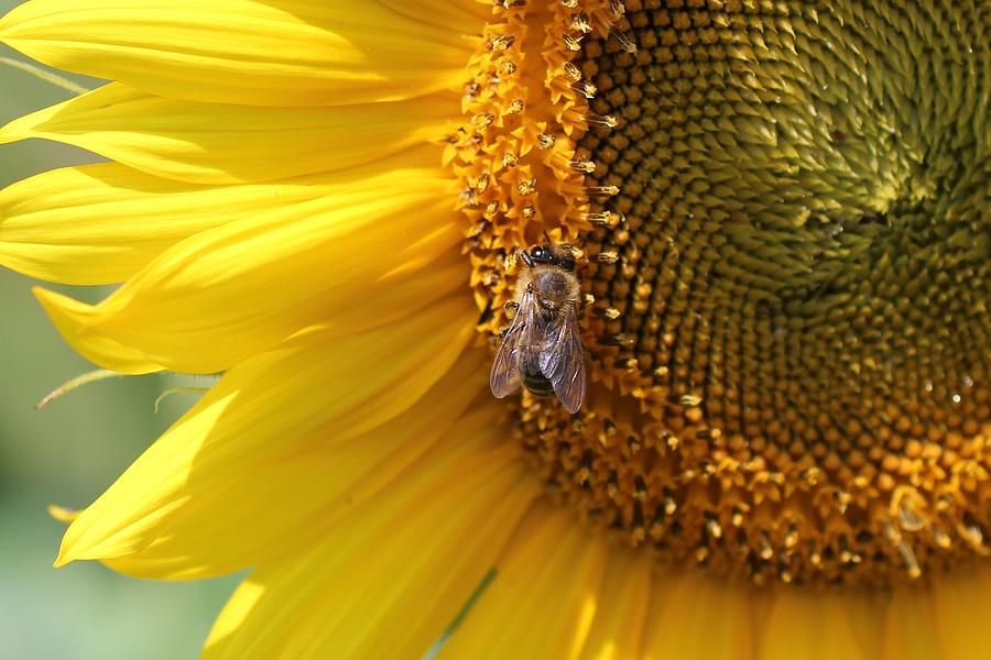 Honeybee on Sunflower #3 Photograph by Lucinda VanVleck
