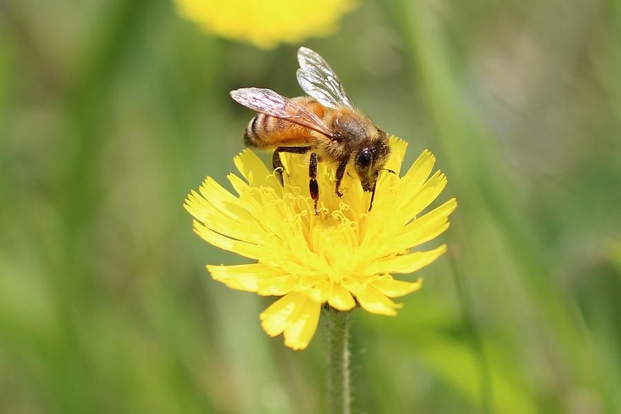 Honeybee on Yellow Hawkweed #1 Photograph by Lucinda VanVleck